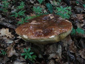 Klikni pro velký obrázek