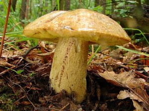 Klikni pro velký obrázek