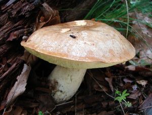 Klikni pro velký obrázek