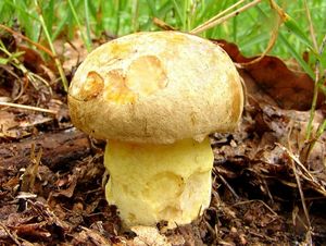 Klikni pro velký obrázek