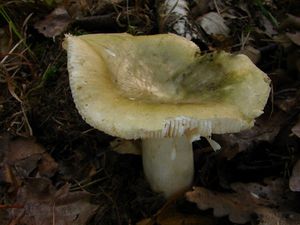 Holubinka trávozelená - Russula aeruginea Lindbl.in Fr.