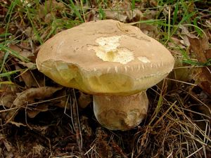 Klikni pro velký obrázek