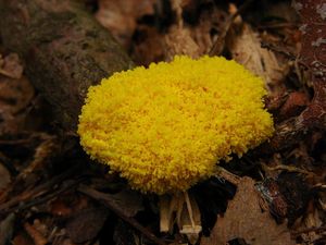 Klikni pro velký obrázek