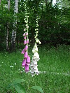 Náprstník červený (Digitalis purpurea)