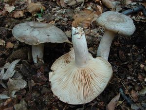 Ryzec zelený - Lactarius blennius