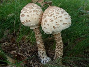 Bedla vysoká - Macrolepiota procera (Scop.) Singer 1948