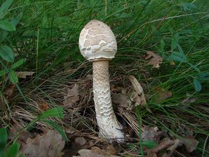 Bedla vysoká - Macrolepiota procera (Scop.) Singer 1948