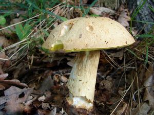 Klikni pro velký obrázek