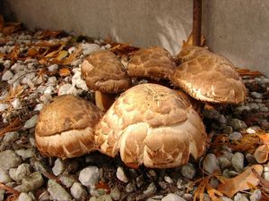 Pečárka Bohusova - Agaricus bohusii