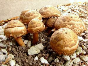 Pečárka Bohusova - Agaricus bohusii