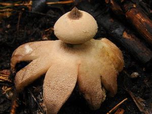 Hvězdovka límečková - Geastrum striatum DC. 1805