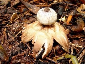 Hvězdovka límečková - Geastrum striatum DC. 1805