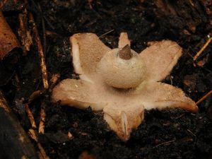 Hvězdovka límečková - Geastrum striatum DC. 1805