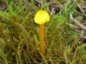 Voskovka kluzkonohá - Hygrocybe glutinipes (J.E. Lange) R. Haller Aar. 1956