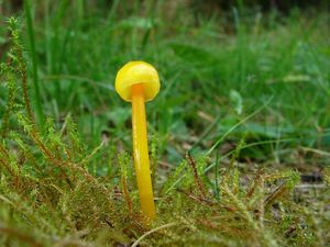 Voskovka kluzkonohá - Hygrocybe glutinipes (J.E. Lange) R. Haller Aar. 1956