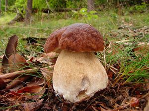 Klikni pro velký obrázek