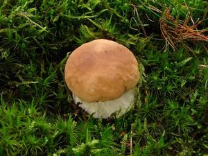 Klikni pro velký obrázek