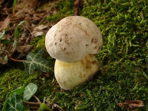 Klikni pro velký obrázek