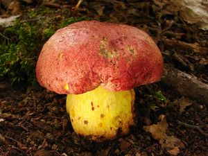 Klikni pro velký obrázek