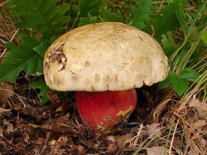 Klikni pro velký obrázek