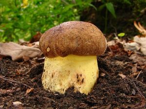 Klikni pro velký obrázek