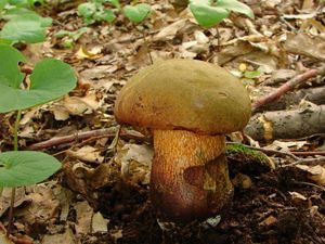 Hřib koloděj - Suillellus luridus (Schaeff.) Murrill 1909