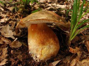 Klikni pro velký obrázek