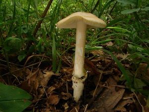 Muchomůrka blanitá - Amanita submembranacea (Bon) Gröger