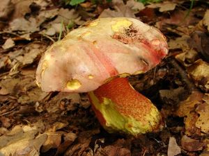 Klikni pro velký obrázek