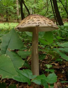 Muchomůrka šupinatá - Amanita ceciliae  (Berk. & Broome) Bas 1984