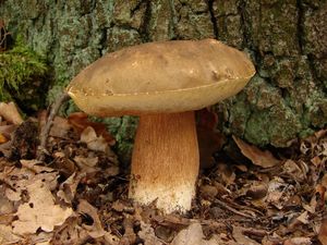 Klikni pro velký obrázek