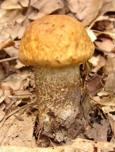 Klikni pro velký obrázek