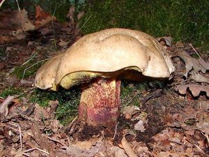 Klikni pro velký obrázek