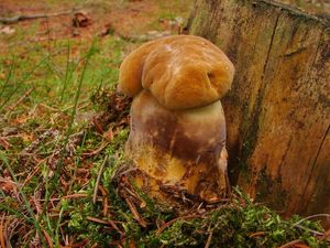 Klikni pro velký obrázek