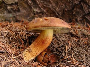 Klikni pro velký obrázek