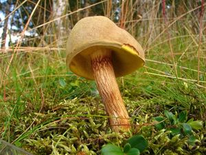 Hřib plstnatý - Boletus subtomentosus L. Quél.