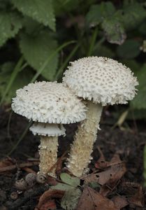 Muchomůrka Vittadiniho - Amanita vittadinii