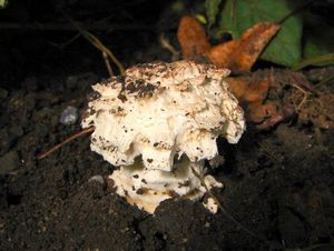 Muchomůrka Vittadiniho - Amanita vittadinii