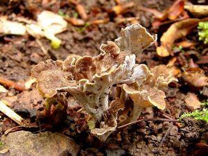 Stroček kadeřavý - Pseudocraterellus undulatus  (Pers.) Rauschert 1987