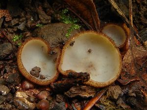 Bělokosmatka polokulovitá - Humaria hemisphaerica (F.H. Wigg.) Fuckel 1870