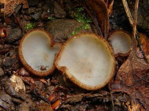 Bělokosmatka polokulovitá - Humaria hemisphaerica (F.H. Wigg.) Fuckel 1870