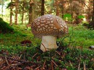 Muchomůrka tygrovaná - Amanita pantherina