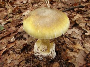 Muchomůrka zelená - Amanita phalloides