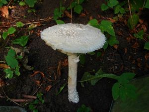 Muchomůrka Vittadiniho - Amanita vittadinii