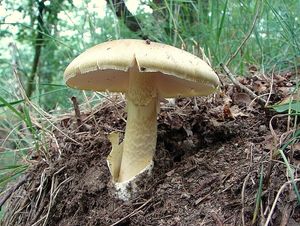 Muchomůrka zelená - Amanita phalloides (Vaill. ex Fr.) Link 1833