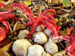 Květnatec Archerův - Clathrus archeri (Berk.) Dring 1980