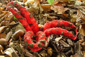Květnatec Archerův - Clathrus archeri (Berk.) Dring 1980