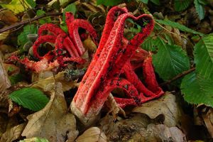 Květnatec Archerův - Clathrus archeri (Berk.) Dring 1980