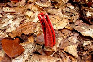 Květnatec Archerův - Clathrus archeri (Berk.) Dring 1980