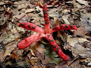 Květnatec Archerův - Clathrus archeri (Berk.) Dring 1980